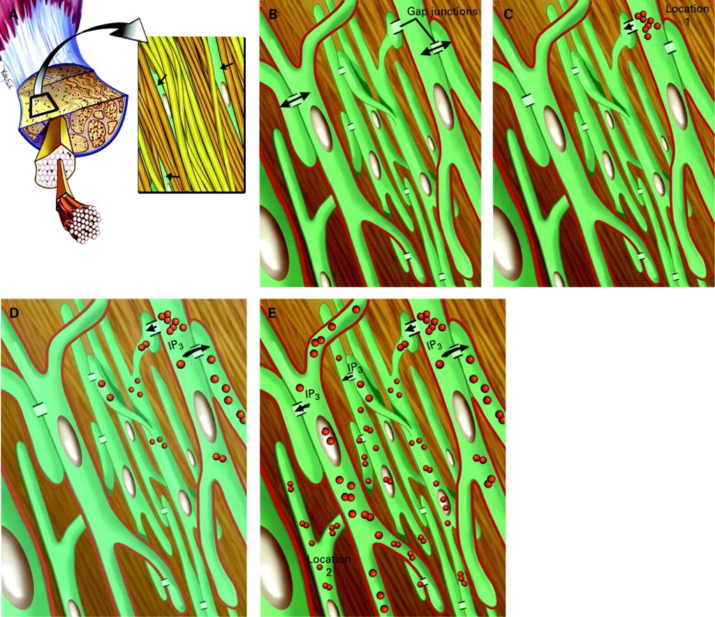 131. Mecanoterapia y reparacion tisular. Cell to cell communication