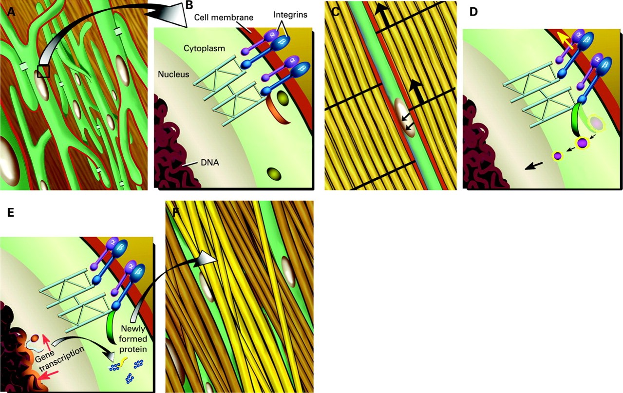 Mecanoterapia y reparacion tisular. Effector cell response